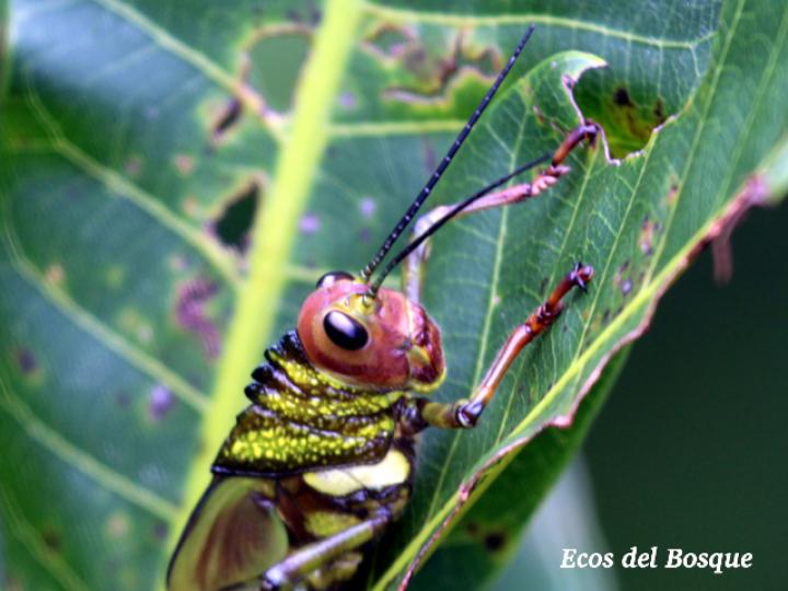 Tropidacris cristata, ninfa