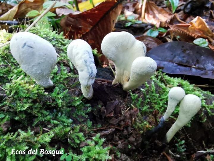 Xylaria sp