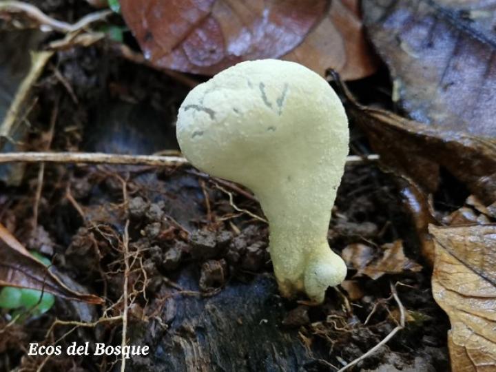 Xylaria sp