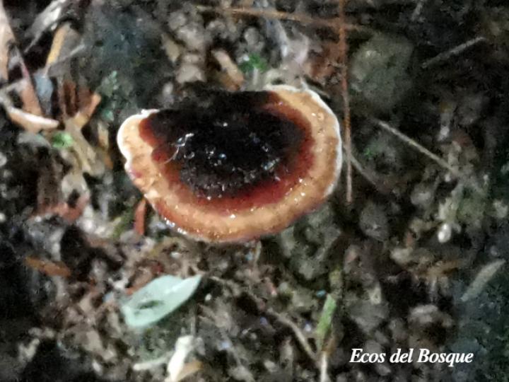 Amauroderma praetervisum