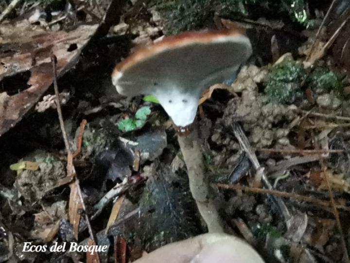 Amauroderma praetervisum