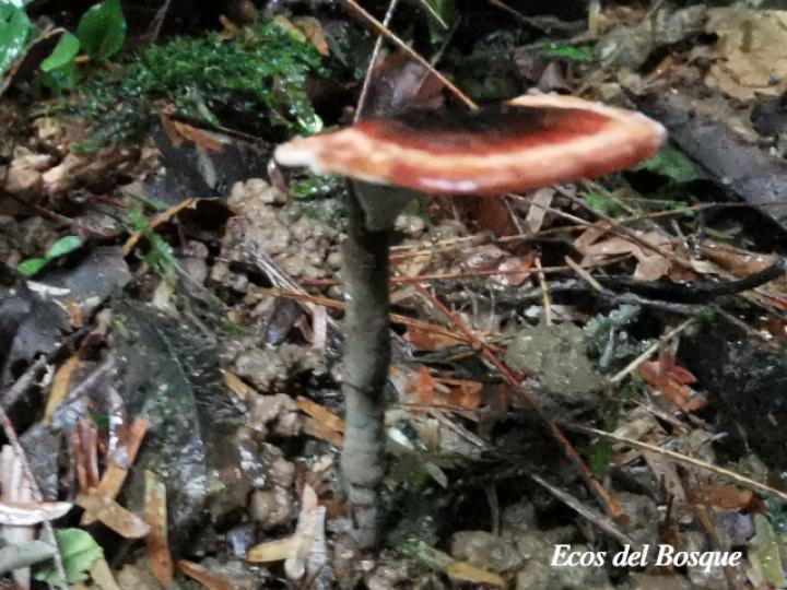 Amauroderma praetervisum