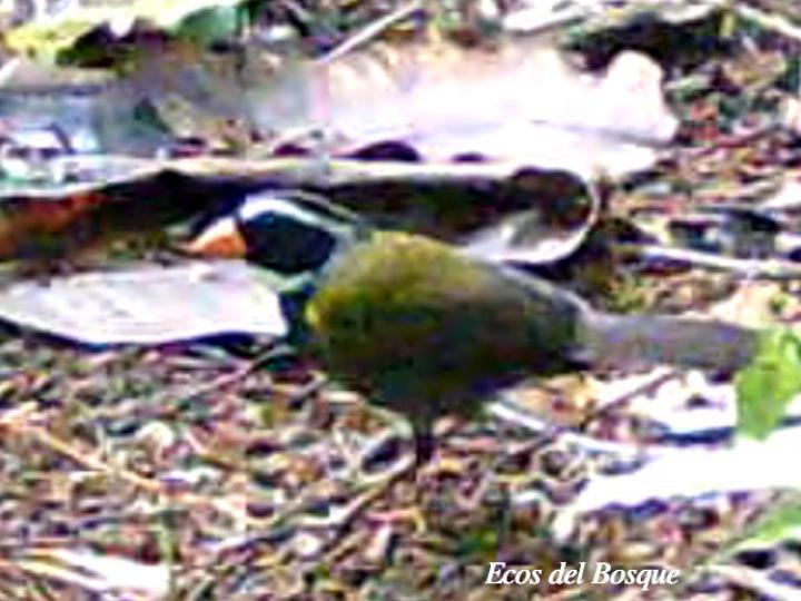 Arremon aurantiirostris