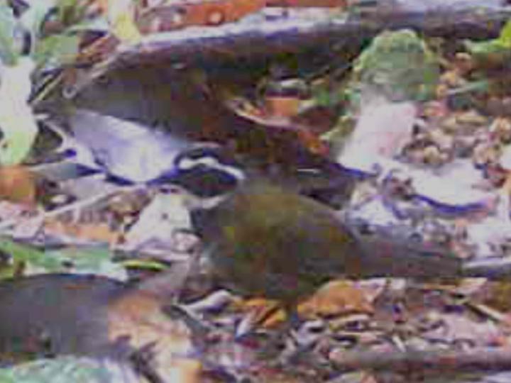 Arremon aurantiirostris