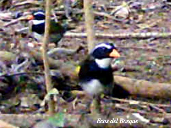 Arremon aurantiirostris