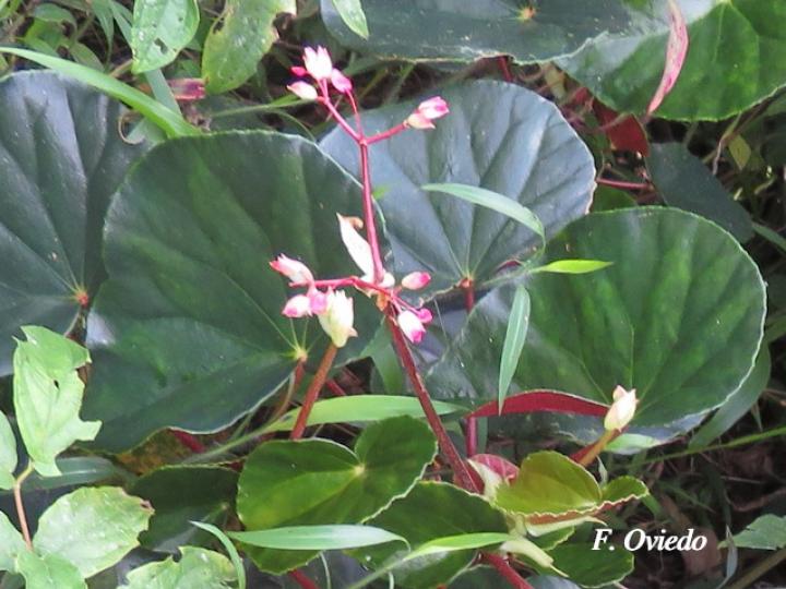 Begonia multinervia