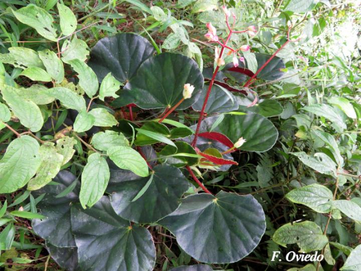 Begonia multinervia
