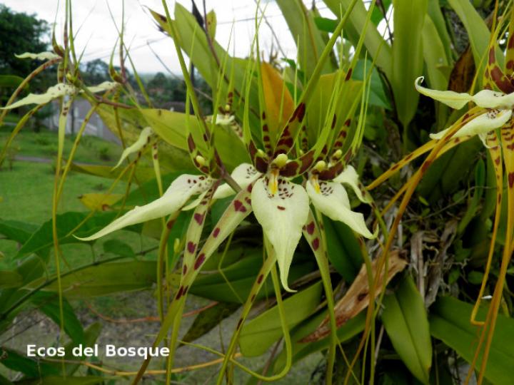 Brassia caudata