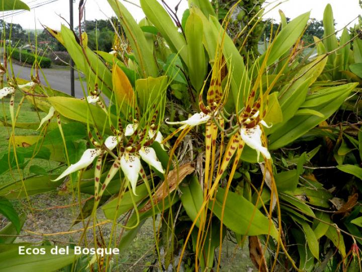 Brassia caudata
