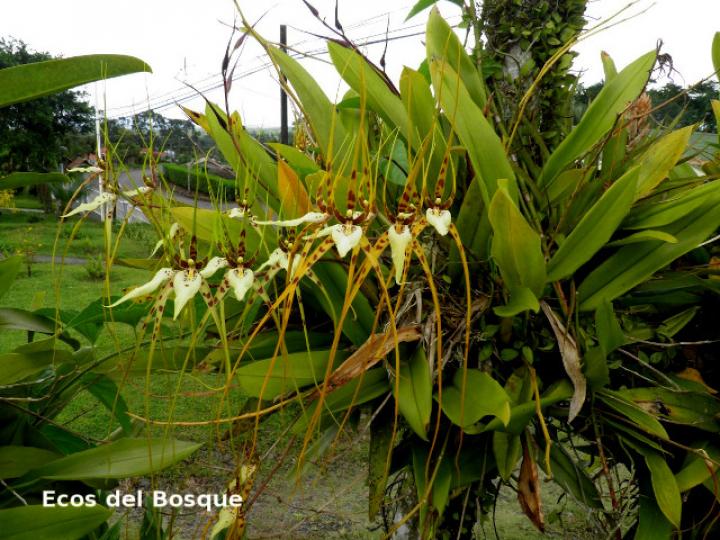 Brassia caudata