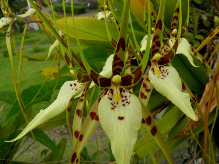 Brassia caudata