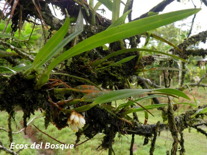 Camaridium neglectum