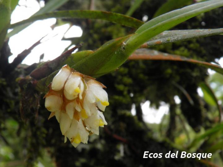 Camaridium neglectum