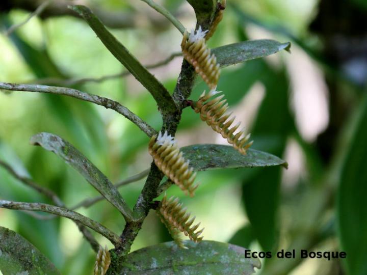 Campylocentrum micranthum