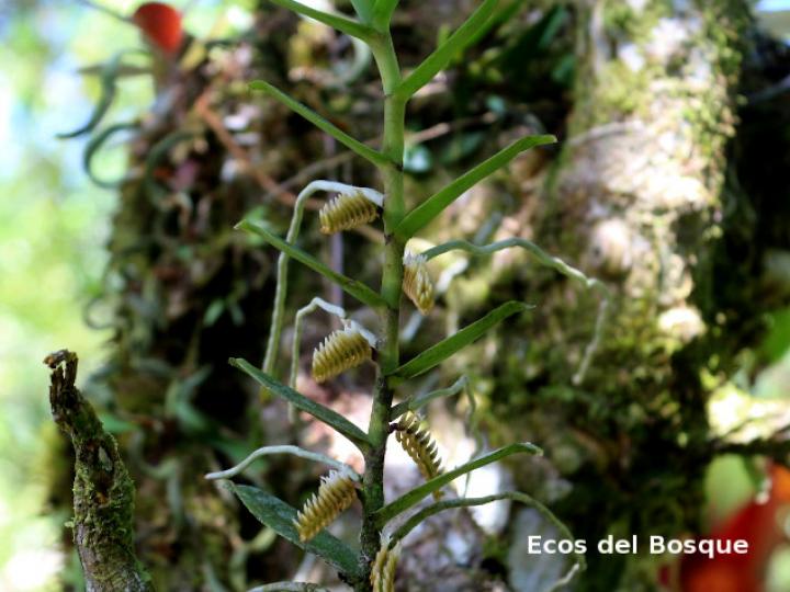 Campylocentrum micranthum