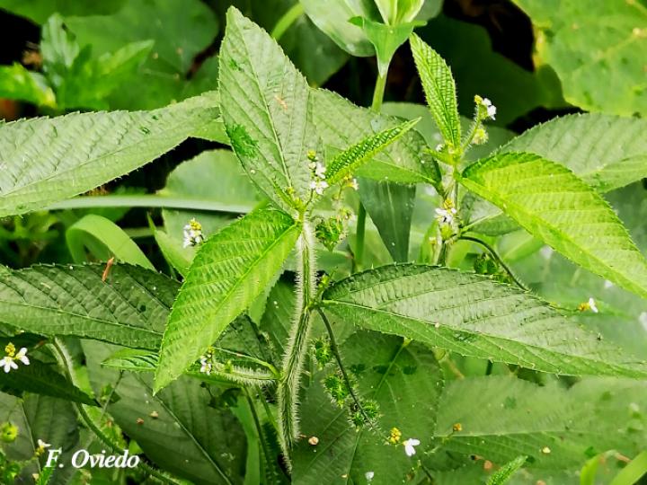 Caperonia palustris