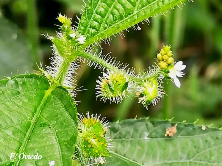 Caperonia palustris