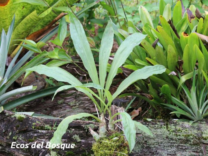Catasetum maculatum (Torito, Zapatico)