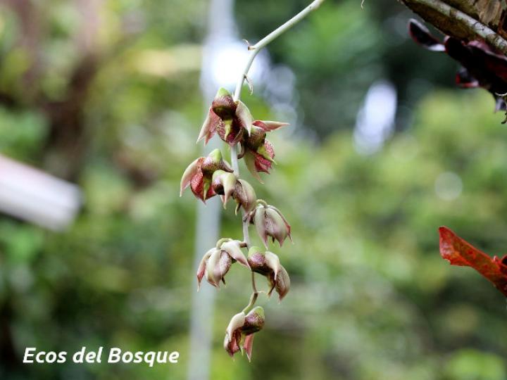 Catasetum maculatum (Torito, Zapatico)