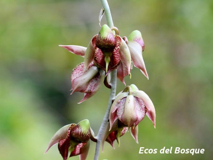 Catasetum maculatum (Torito, Zapatico)
