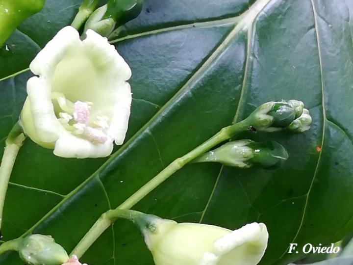 Chelonanthus alatus