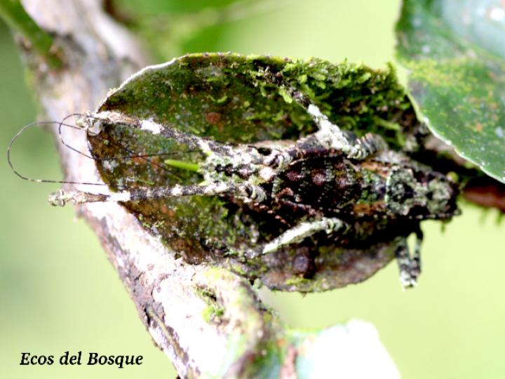 Clepsydronotus deciduus