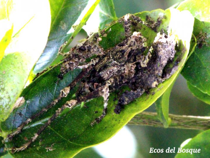 Clepsydronotus deciduus