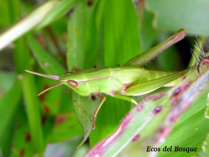 Colpolopha bruneri, juvenil
