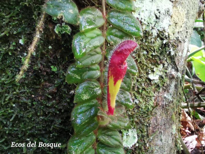 Columnea microphylla