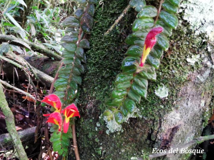 Columnea microphylla