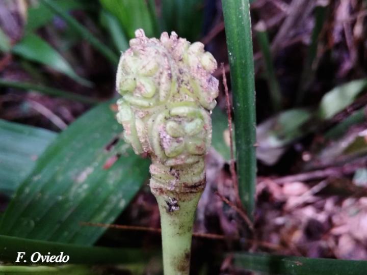 Dicranopygium wedelii