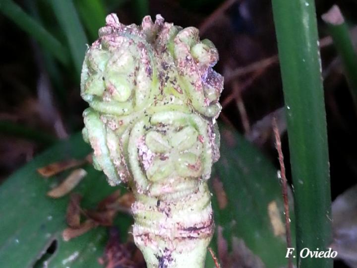 Dicranopygium wedelii