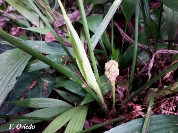 Dicranopygium wedelii