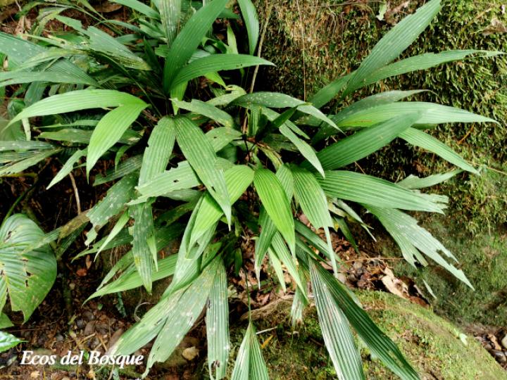 Dicranopygium wedelii