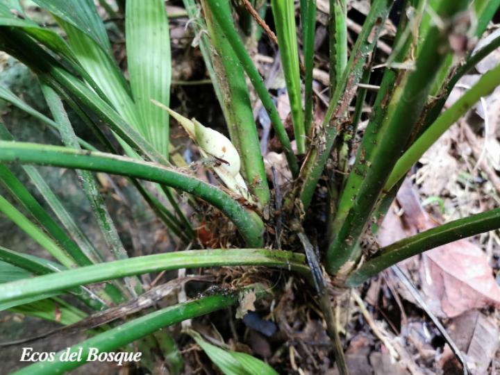 Dicranopygium wedelii