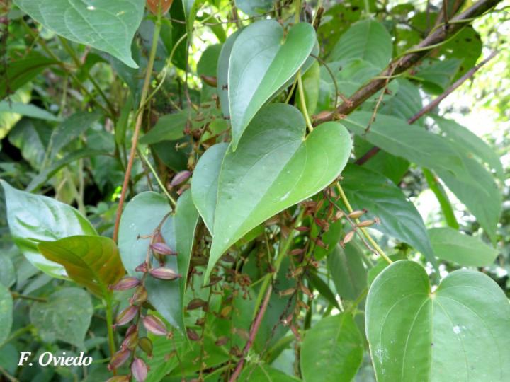 Dioscorea racemosa