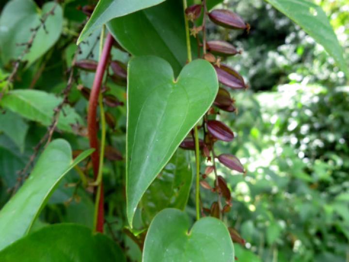 Dioscorea racemosa