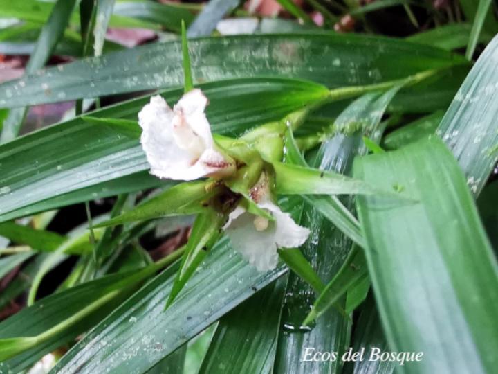 Elleanthus caricoides