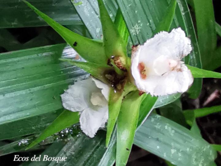 Elleanthus caricoides