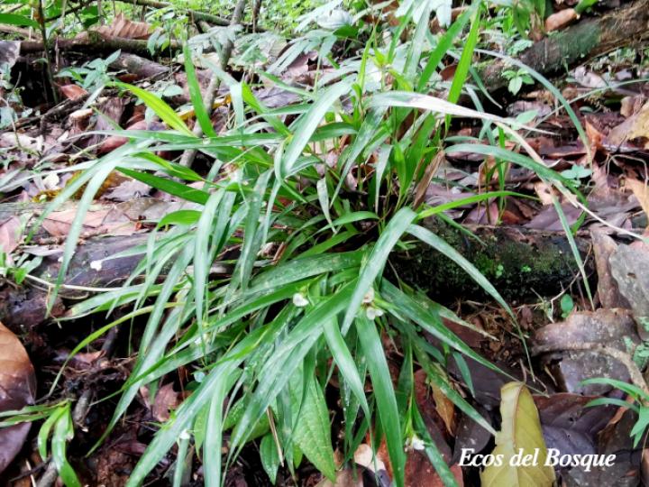 Elleanthus caricoides
