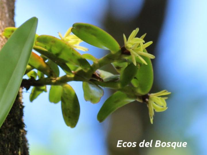Epidendrum sculptum