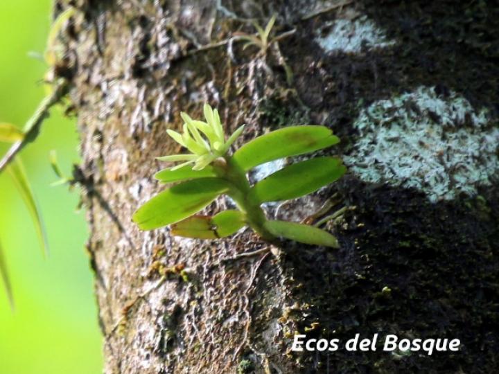 Epidendrum sculptum