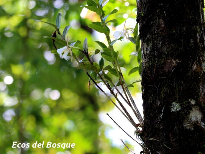 Epidendrum eburneum