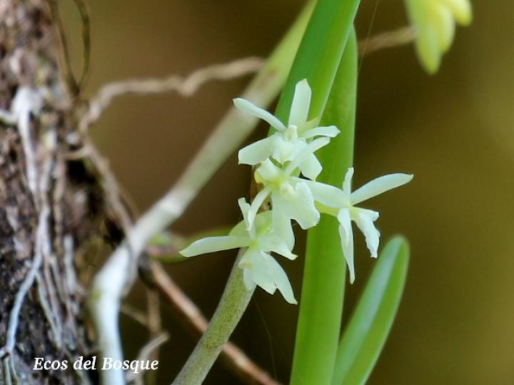 Epidendrum octomerioides