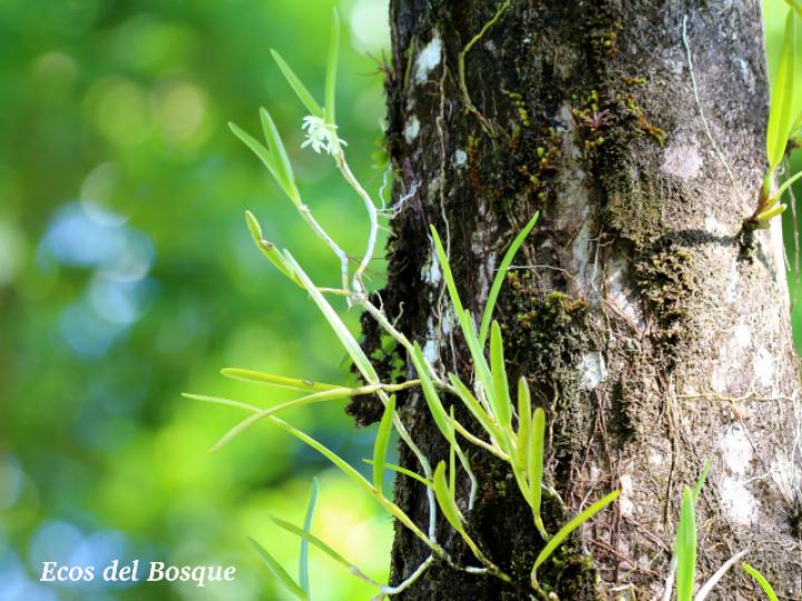 Epidendrum octomerioides