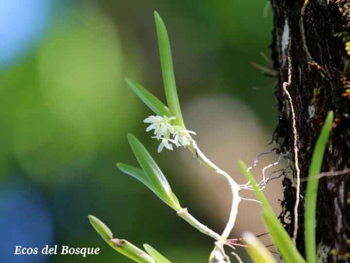 Epidendrum octomerioides