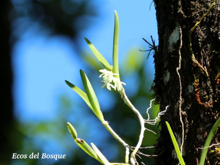 Epidendrum octomerioides