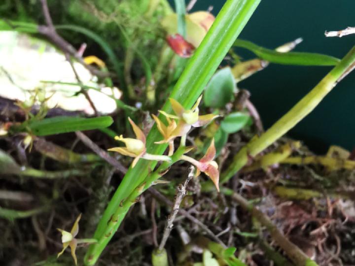 Epidendrum stangeanum