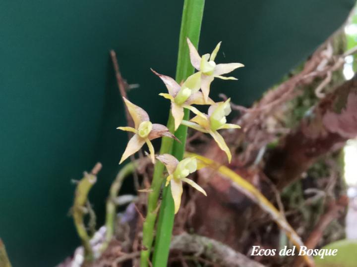 Epidendrum stangeanum