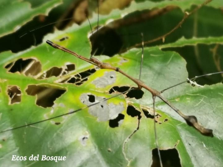 Ghilianella strigata